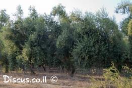 זית-אירופי