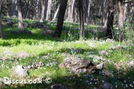 רקפת-מצויה