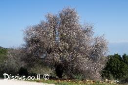 שקד-מצוי