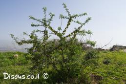 צחנן מבאיש