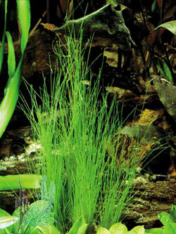Hairgrass