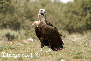 עזנייה שחורה