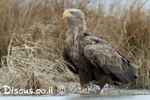עיטם לבן זנב
