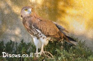 חיוויאי הנחשים