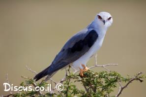 דאה שחורת כתף