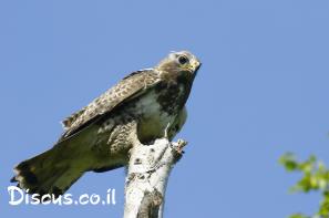 עקב מכנסיים