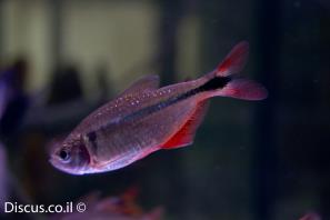 טטרה בואנוס איירס