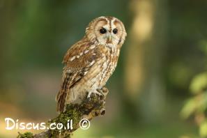 לילית מצויה