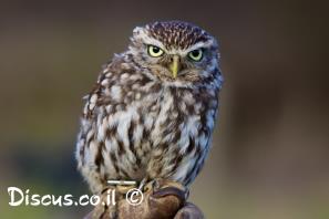 כוס החורבות