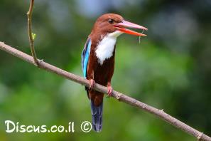 שלדג לבן חזה
