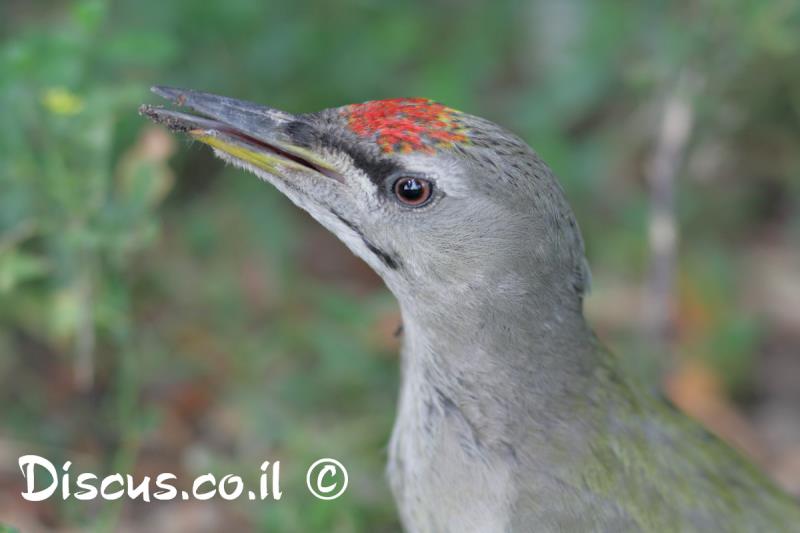 נקר אפור ראש