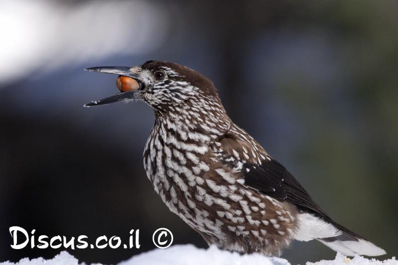 קיק האגוזים