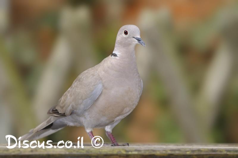 תור צווארון
