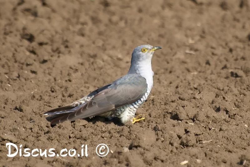 קוקייה אירופית