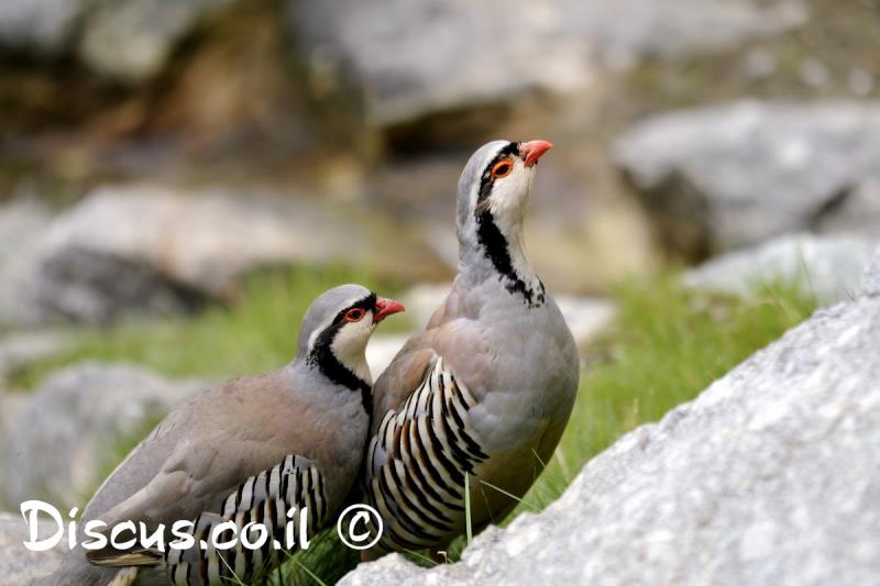 חוגלה יוונית