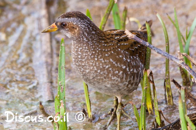 ברודית גדולה