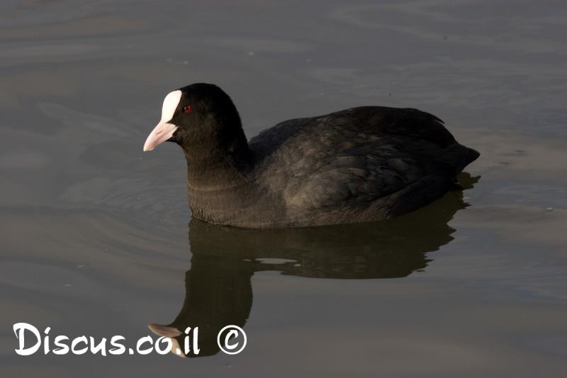 אגמית מצויה