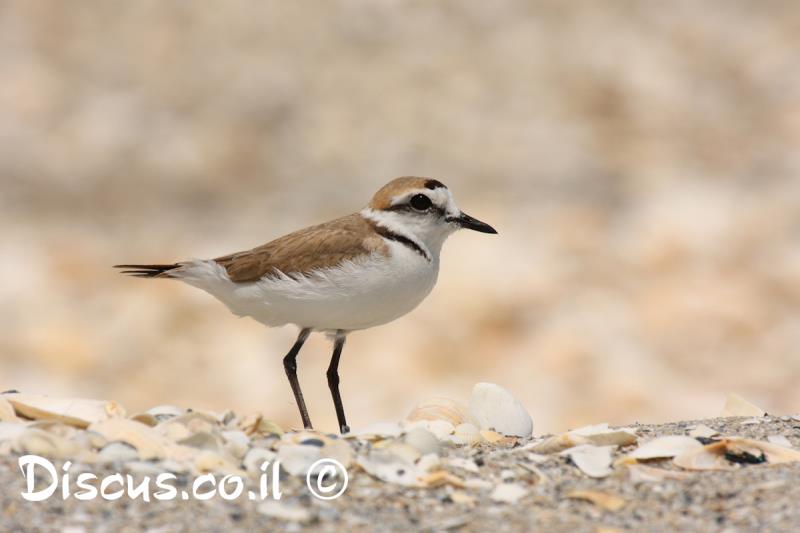חופמי אלכסנדרי