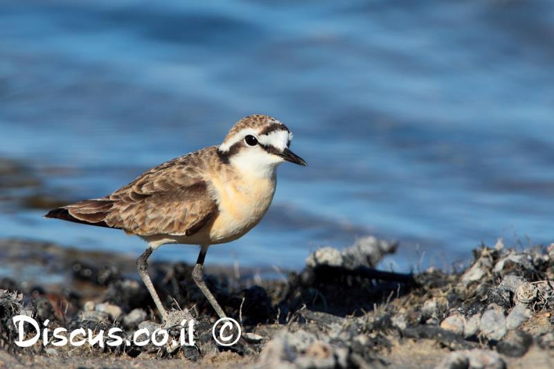 חופמי אפריקאי