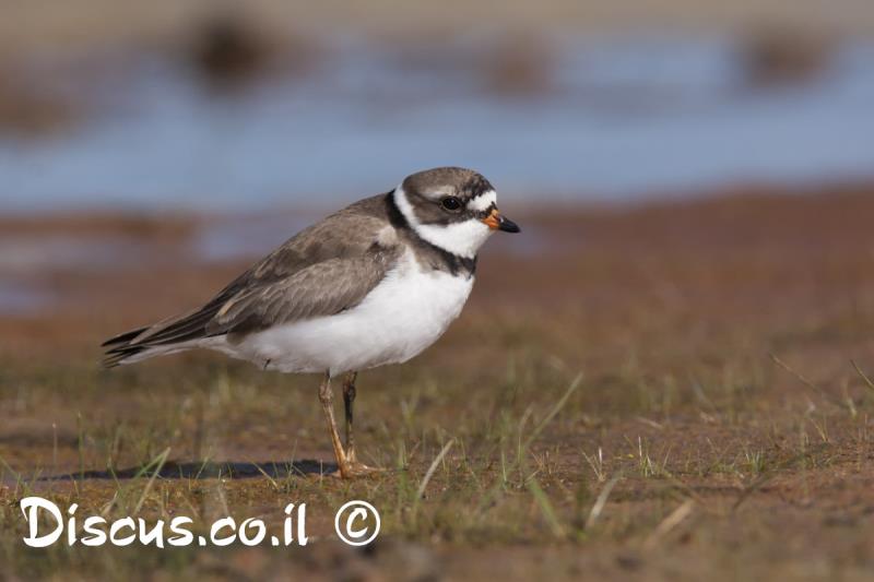 חופמי אמריקני