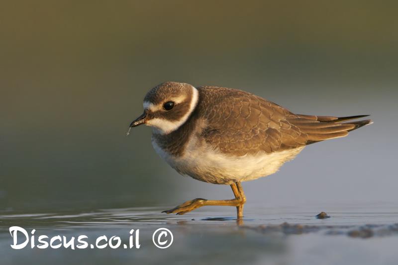 חופמי צווארון