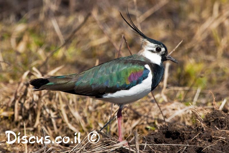 קיווית מצויצת