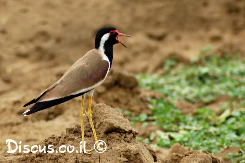 קיווית אדומת משקפיים