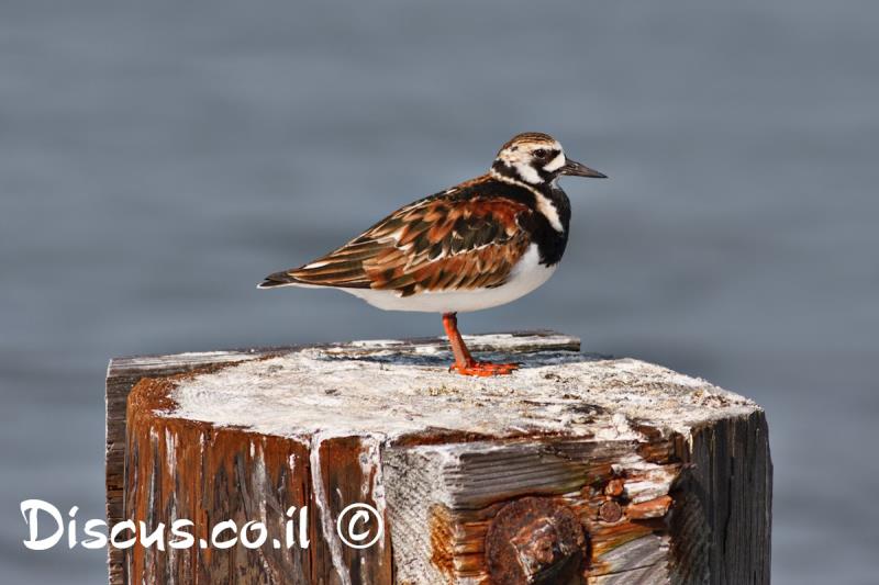 ארנריה אדמונית