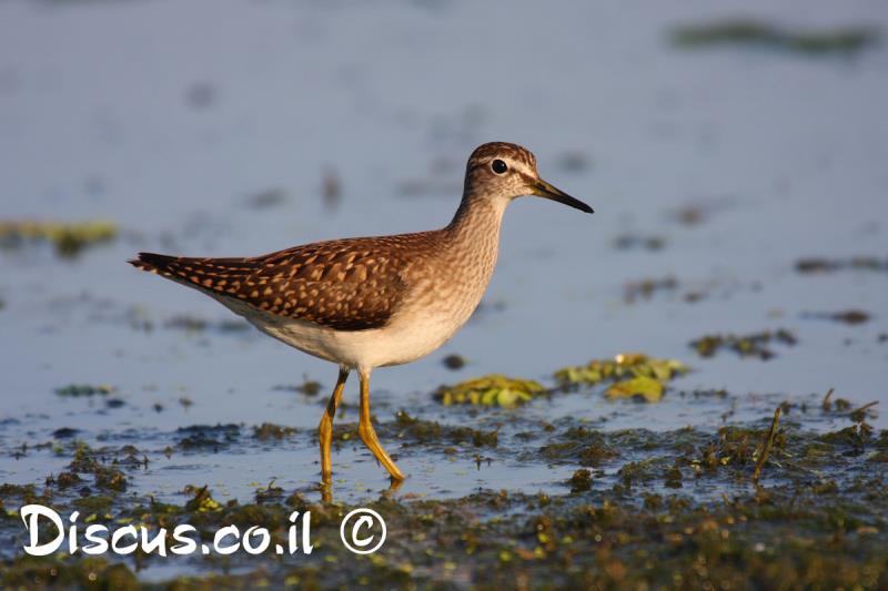 ביצנית מנומרת