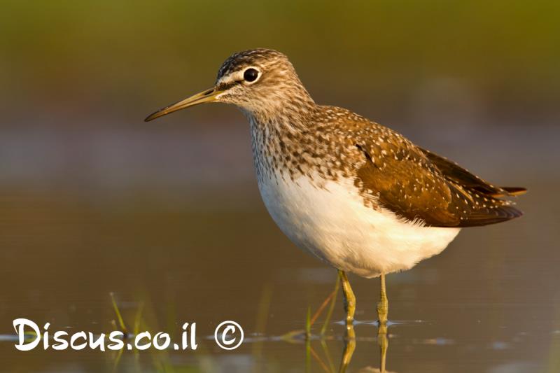 ביצנית שחורת כנף
