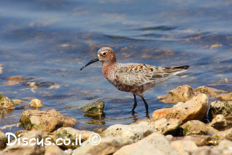 חופית מגלית