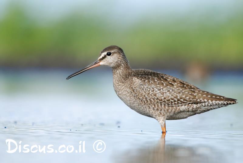 ביצנית לבנת כנף