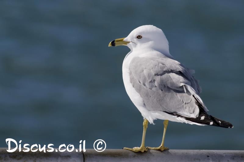 שחף עקוד מקור