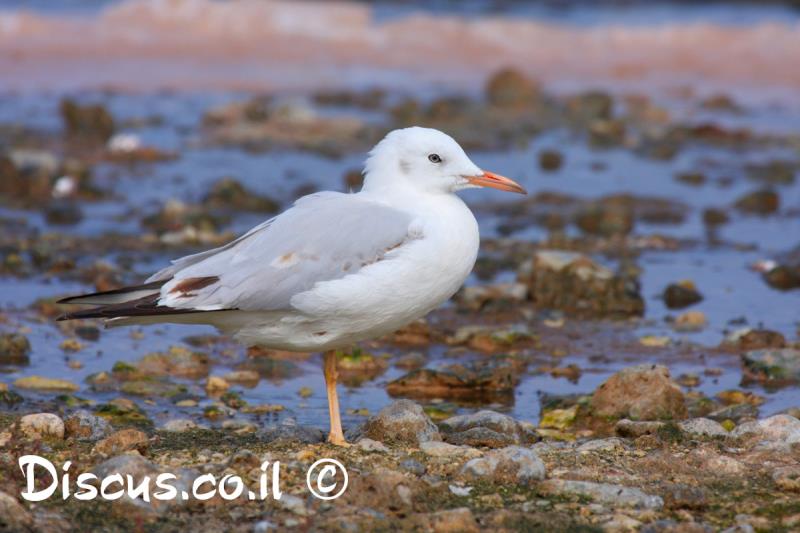 שחף צר מקור