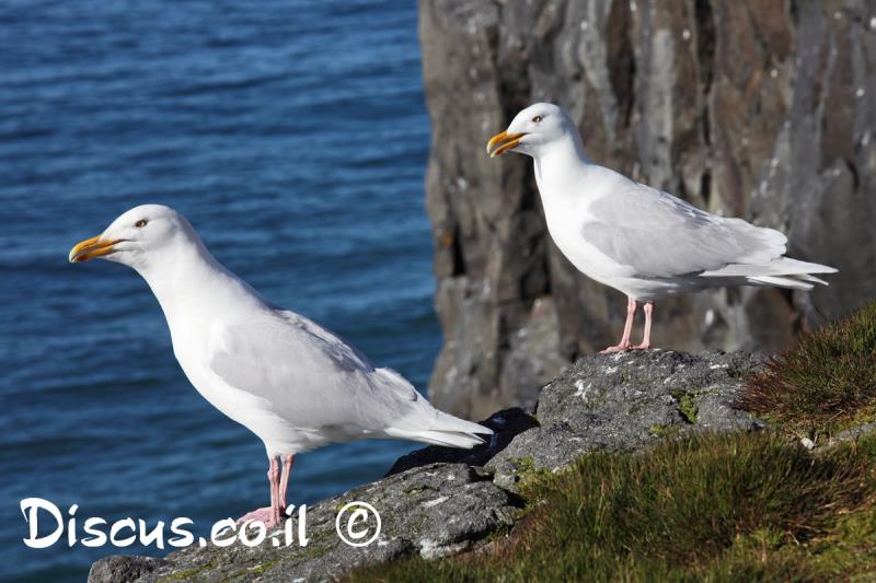 שחף לבן כנף