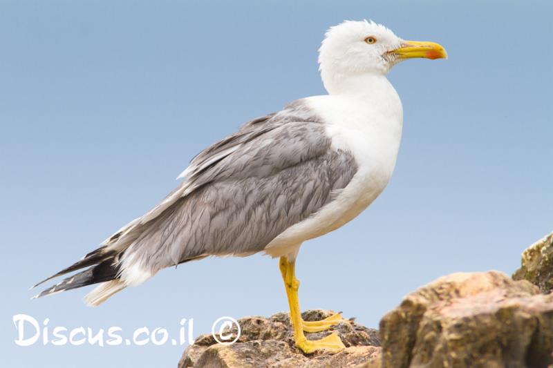 שחף צהוב רגל