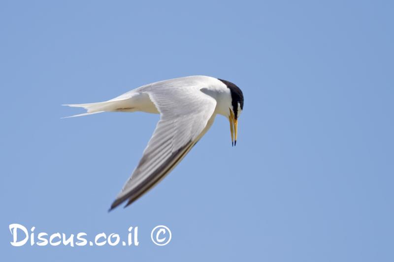 שחפית גמדית