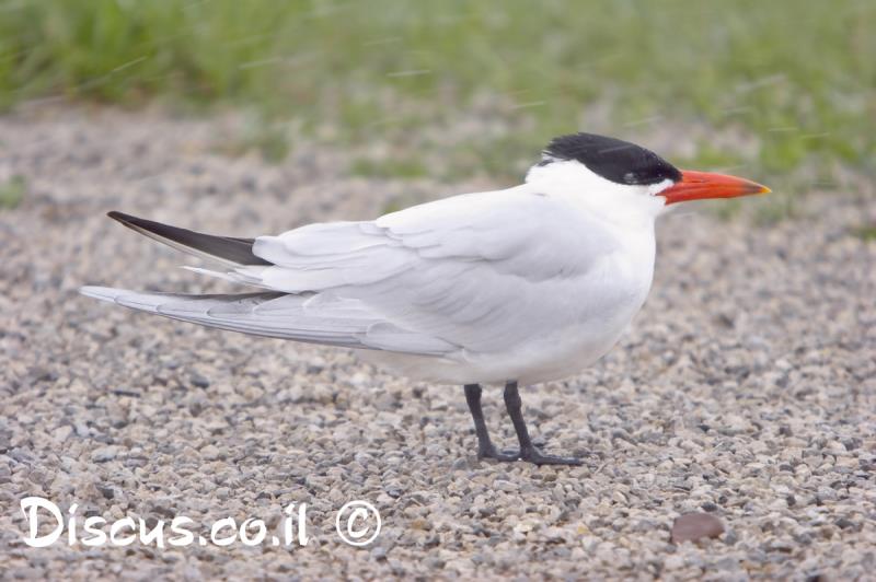 שחפית כספית