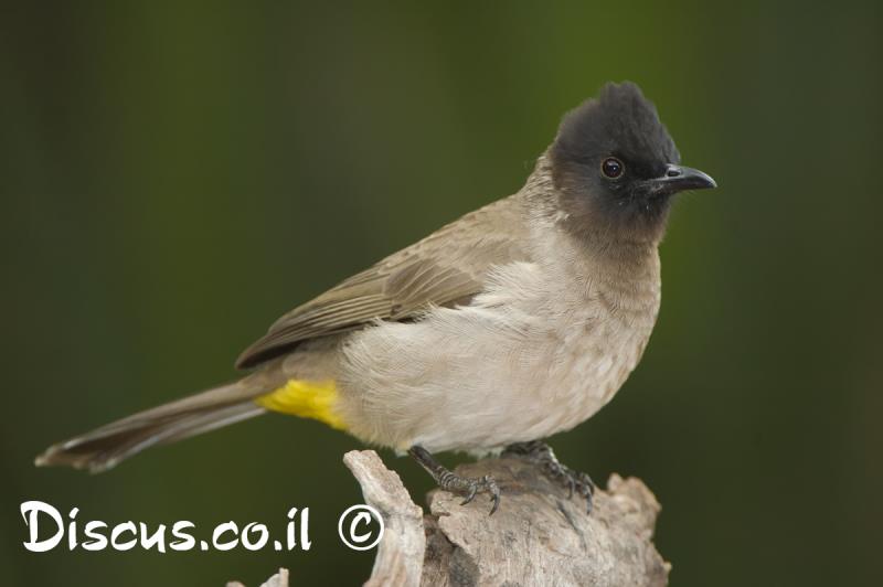 בולבול צהוב שת