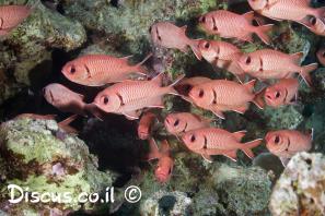 אדמון שחור עין