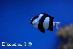 אלמוגית הפסים