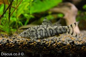 בוטיה פקיסטני