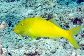 בינתן עגול פה