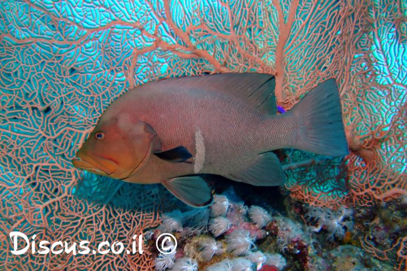 דקרן אדום לוע