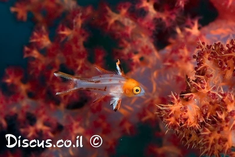 הדורית חצויה