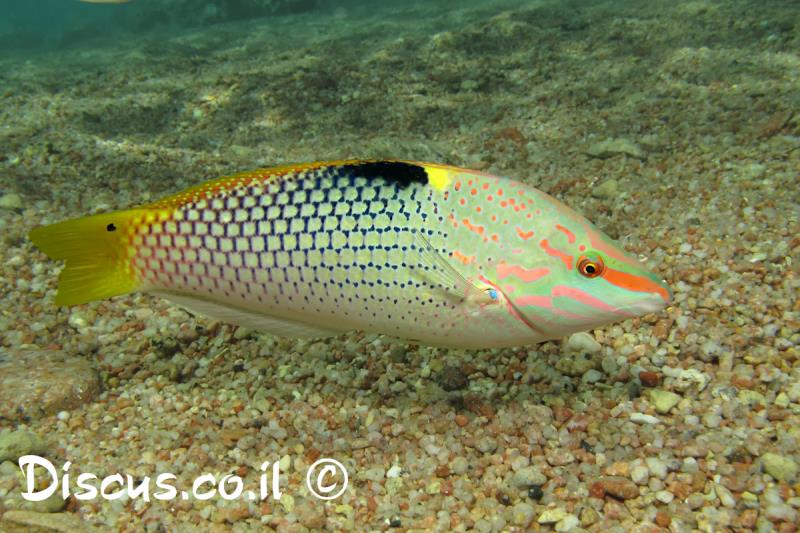 יפעתן משובץ