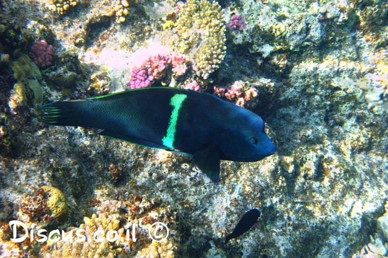 יולית ים סוף