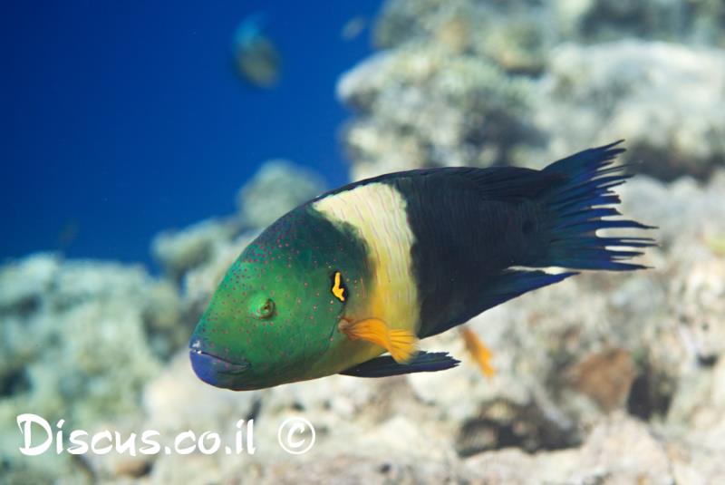 תפאר סהרוני