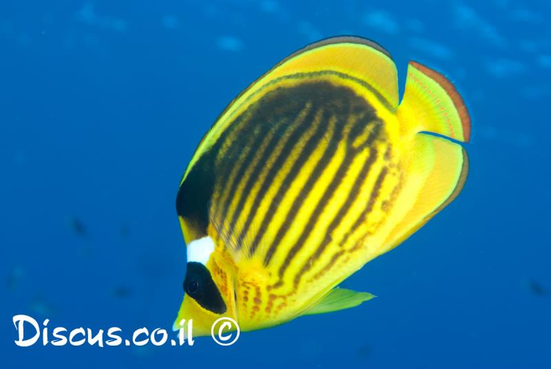 פרפרון לבן מצח