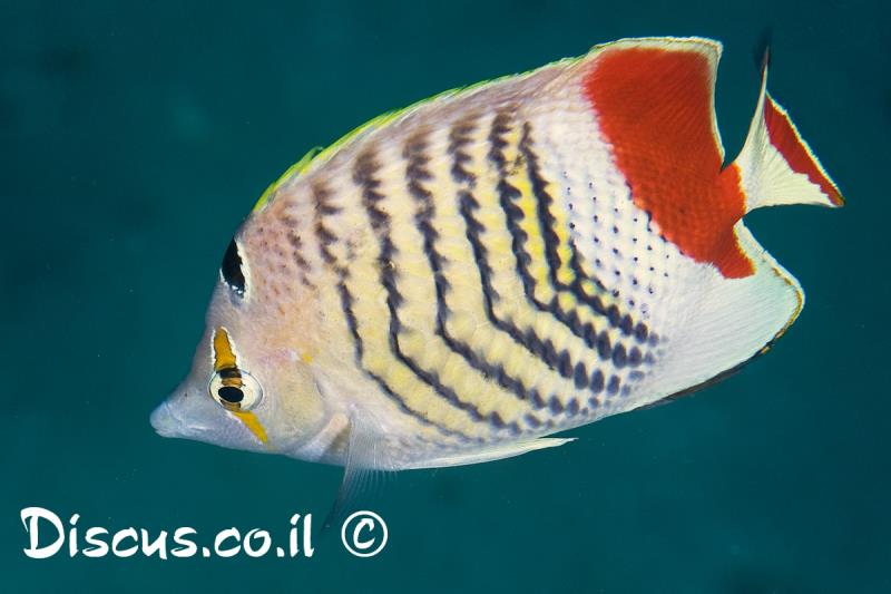 פרפרון האודם